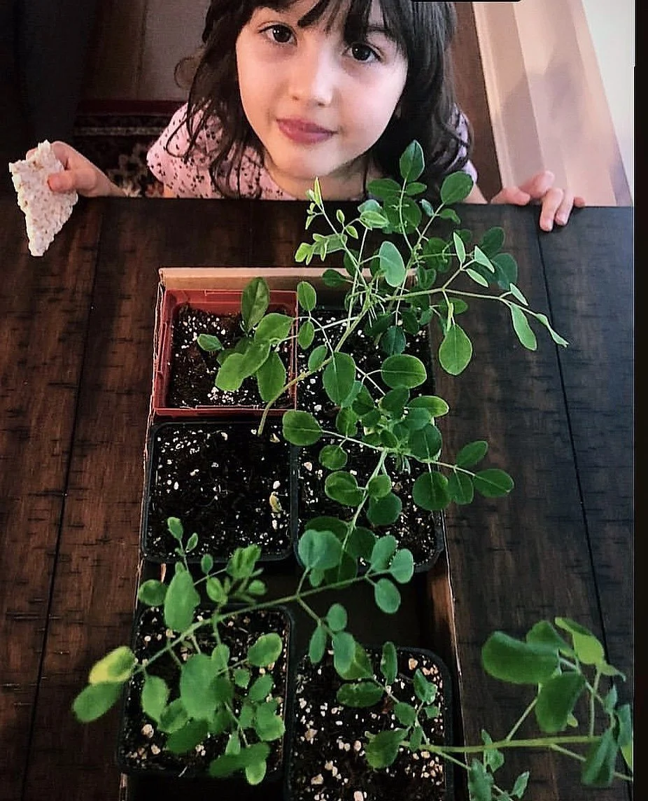 MORINGA has been dubbed a &ldquo;miracle plant,&rdquo; in India, Asia and Africa. it&rsquo;s the most important nutritional source available, and has been for centuries. It has also earned a reputation as a traditional Medicine. 
&bull;&bull;&bull;&b