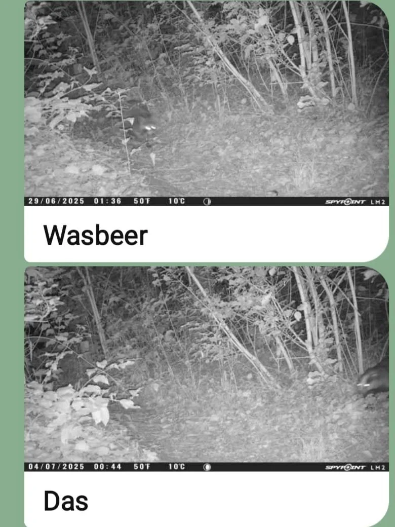 Wild leven in de Kasteeltuin Oud-Valkenburg