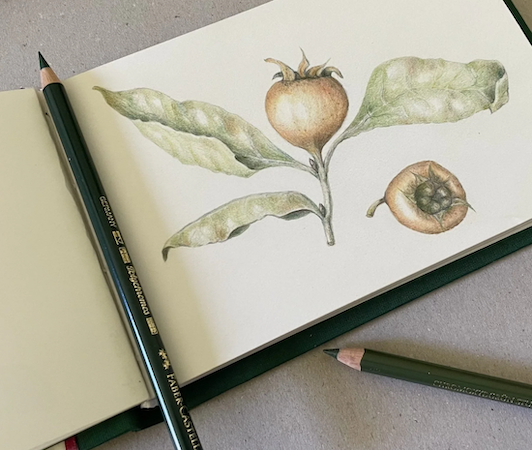 Botanisch tekenen in de Kasteeltuin