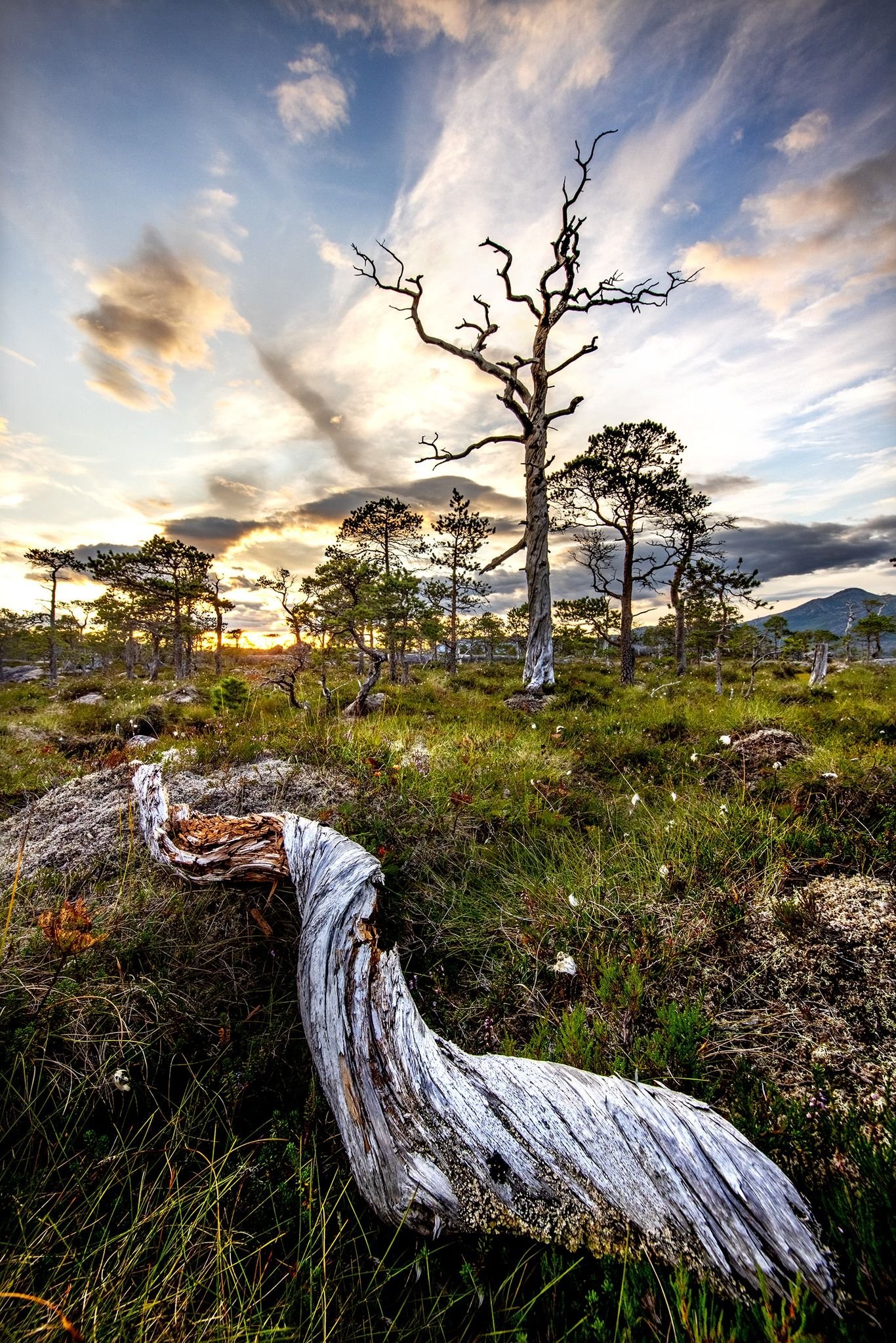 Efjord-area.jpeg