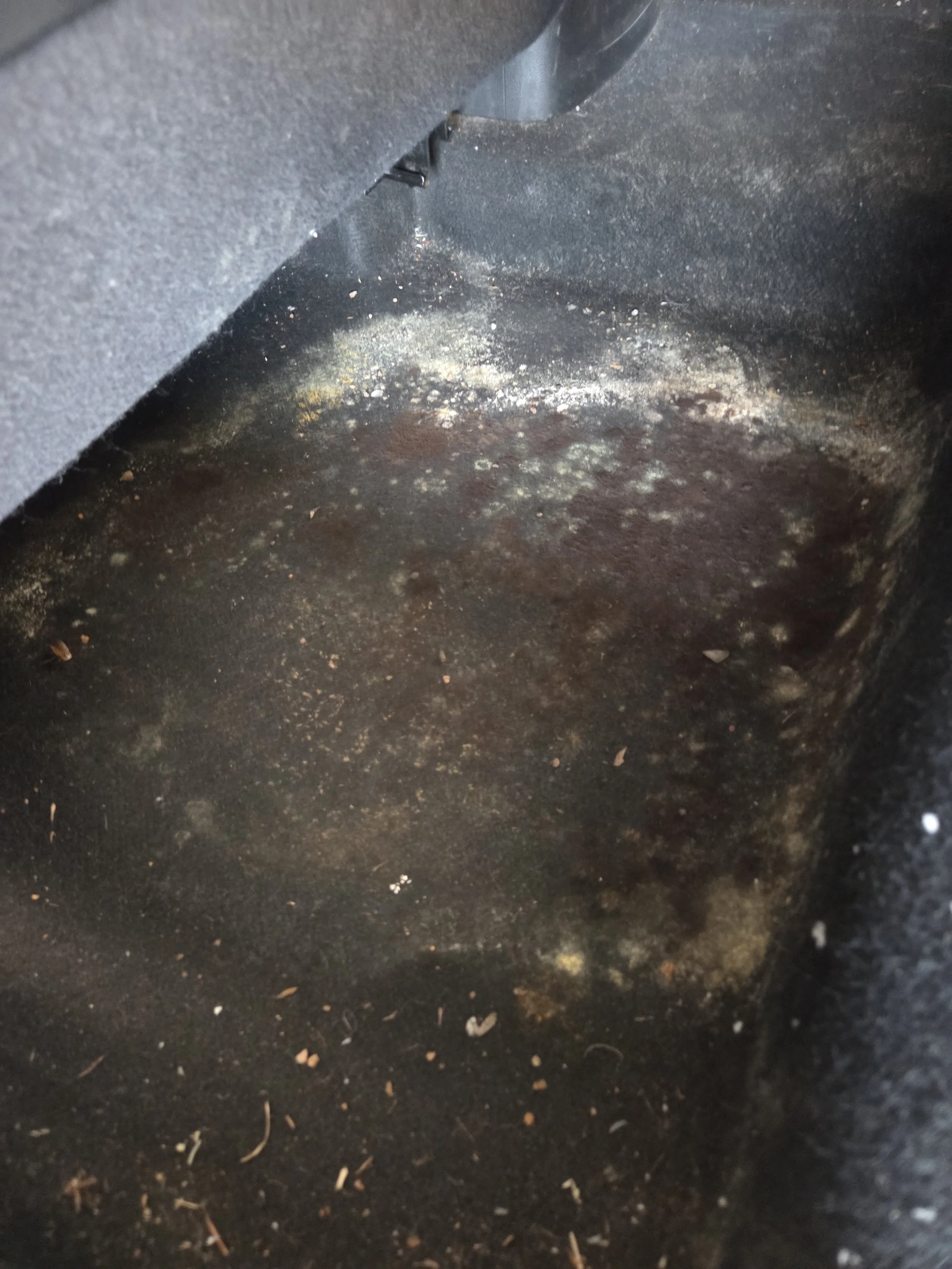 car carpet before professional mould treatment by Sydney Sparkle Mobile Detailing