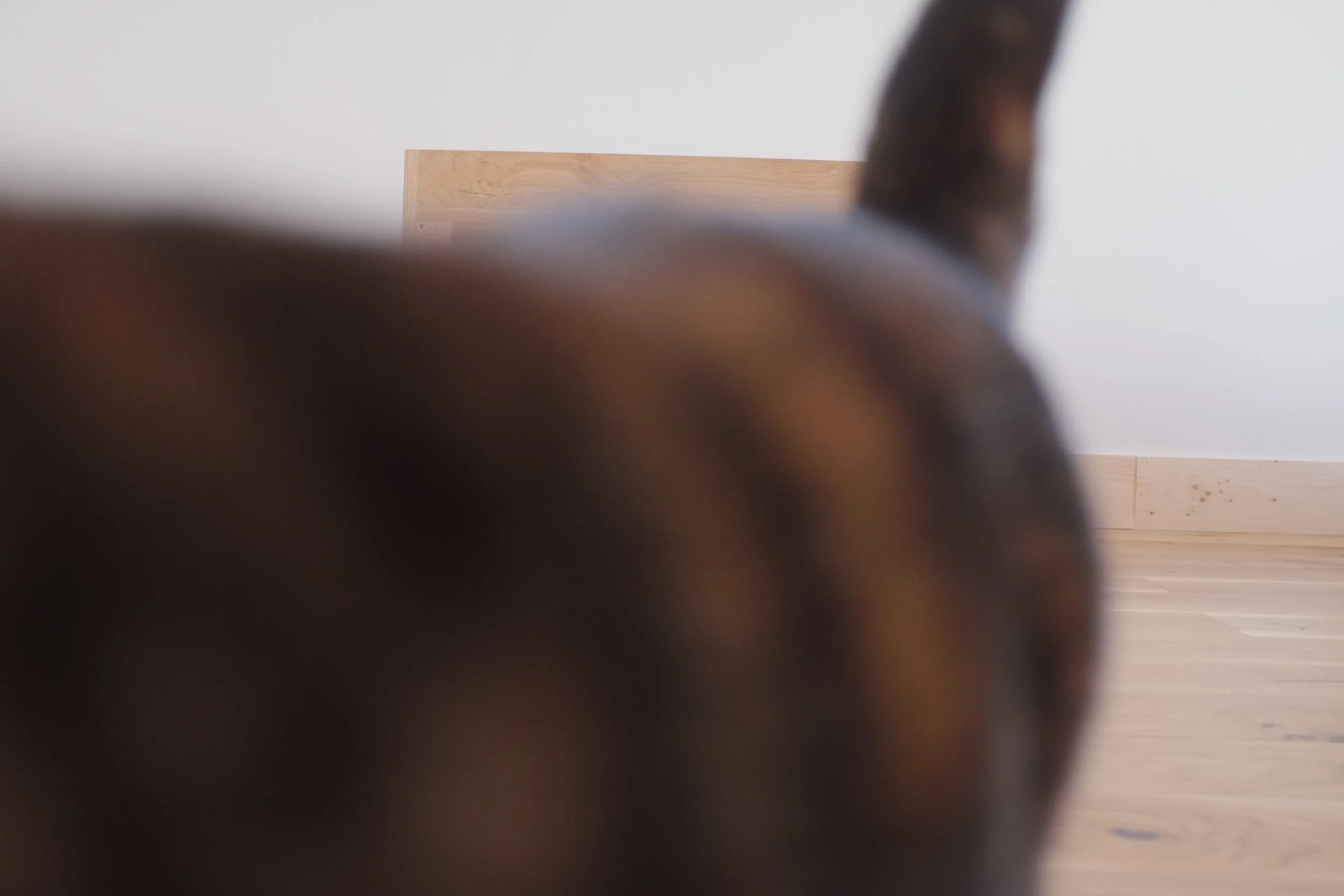 Cat obscuring the view of solid oak bedside cabinet.