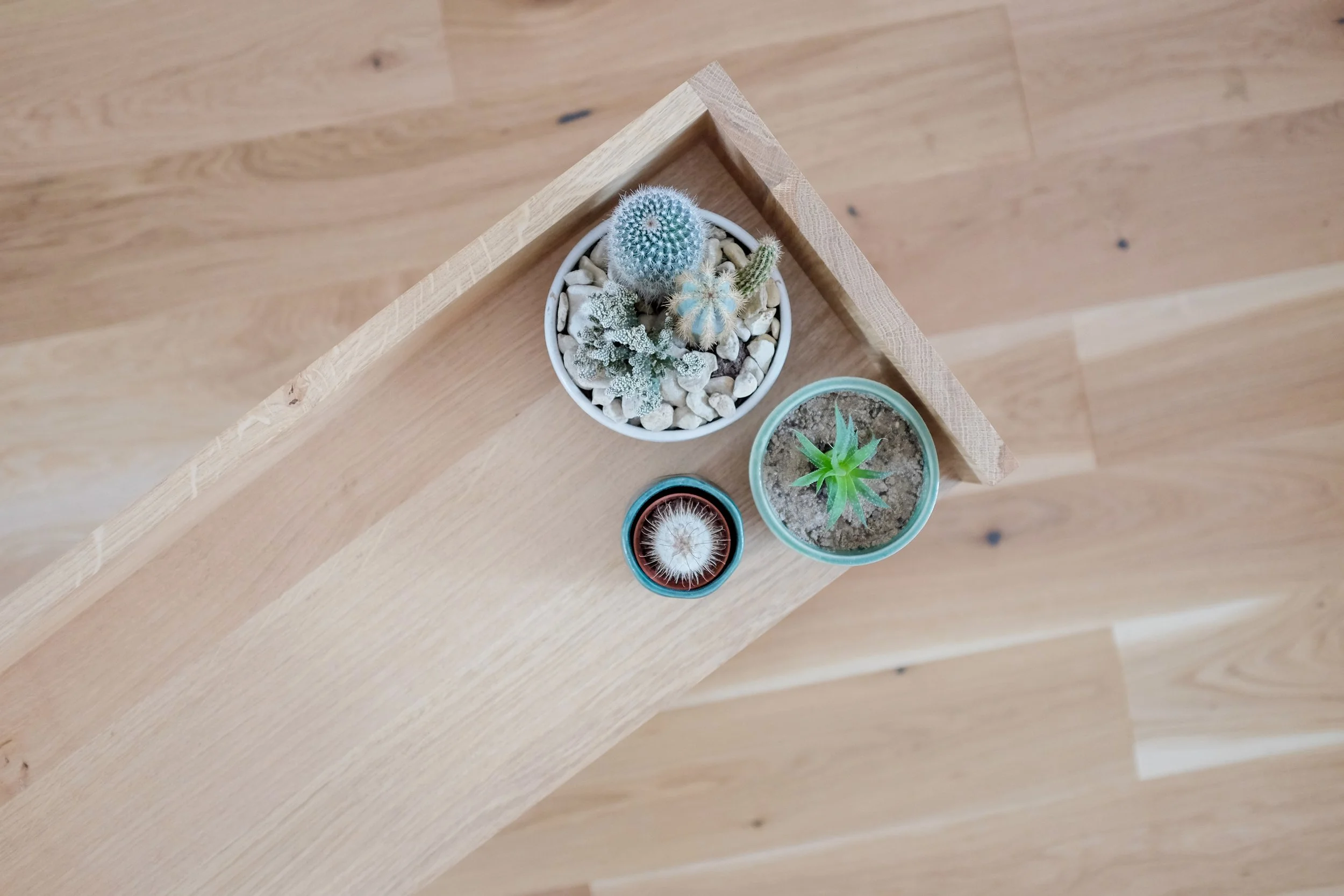 Cacti arranged on the top shelf of solid oak bedside table.