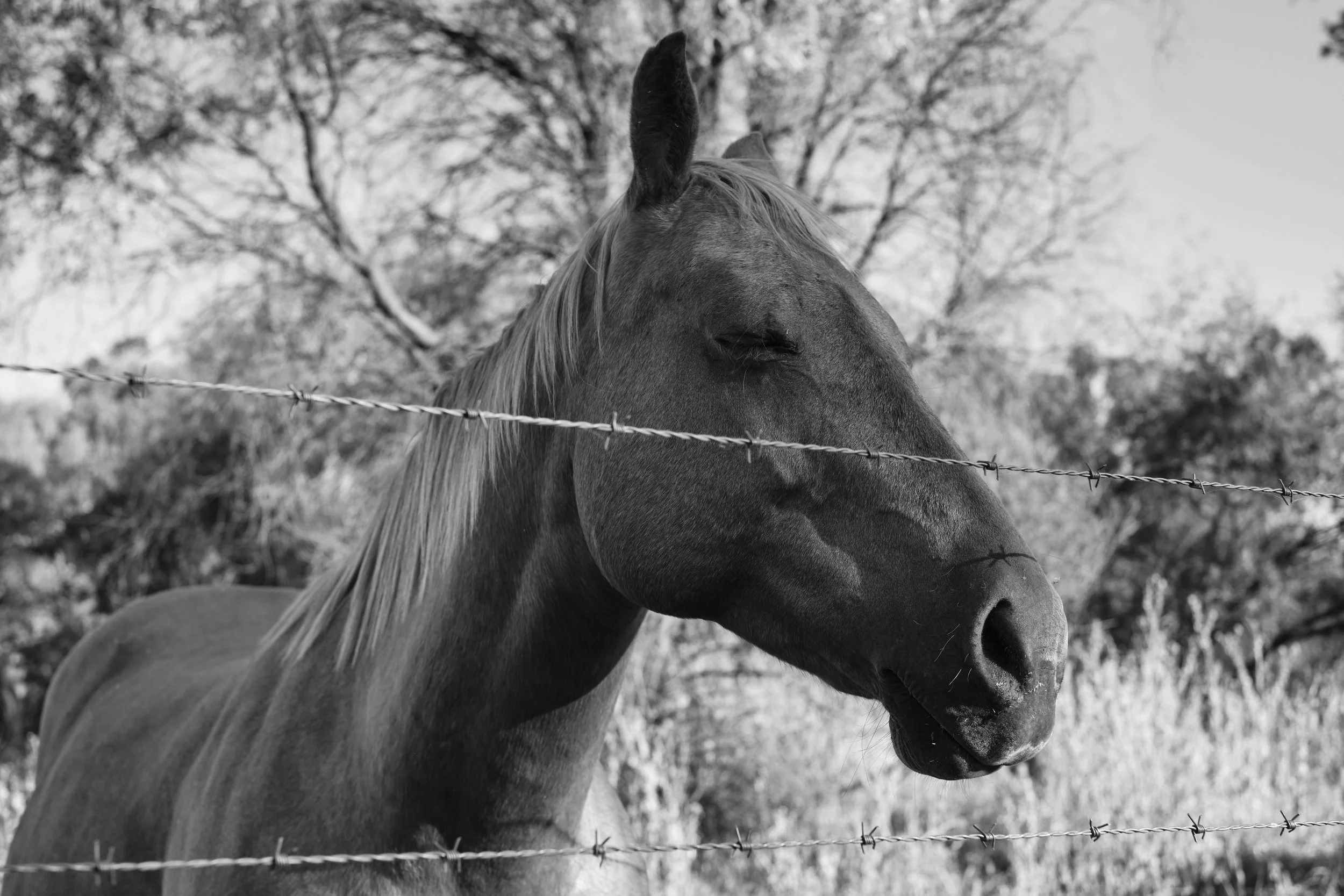 Black and white photo of a horse with its eyes closed, standing behind a barbed wire fence, with trees in the background.