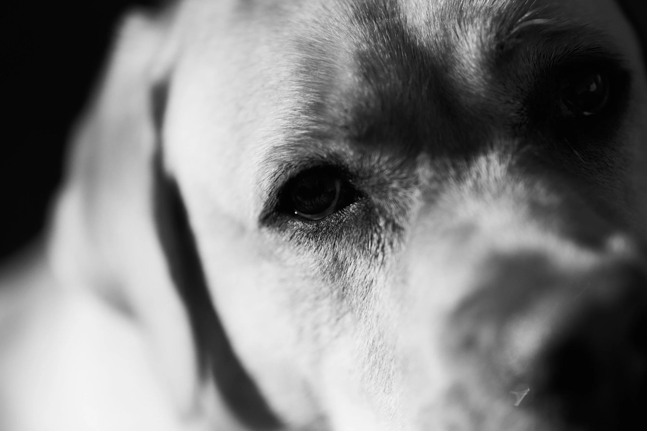 Black-and-white close-up photograph of a dog’s face.