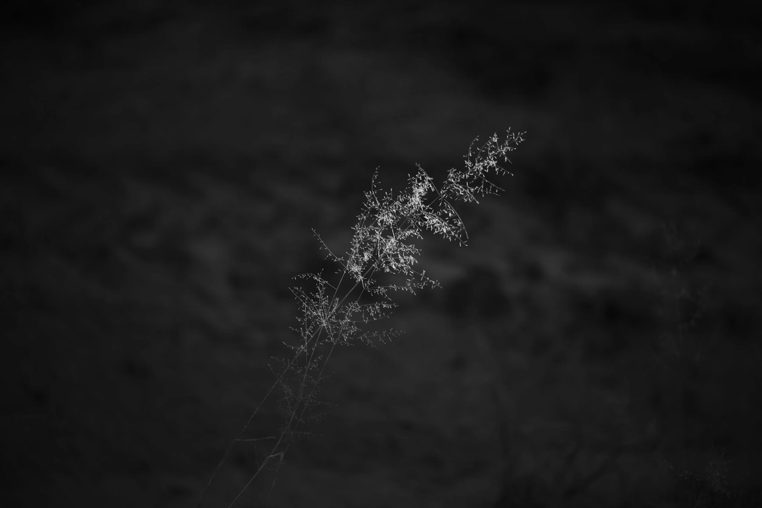 A close-up black and white photograph of a delicate, sparse plant with wispy branches and small leaves against a dark, blurred background.