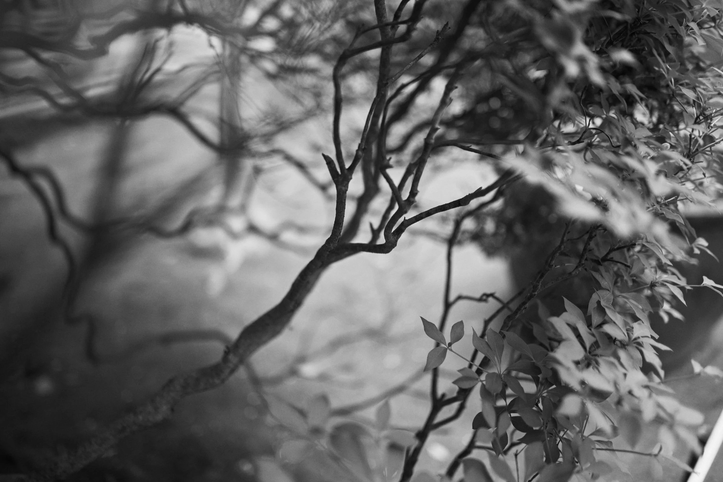 Branches in the grounds of Sōun-ji. Hakone.