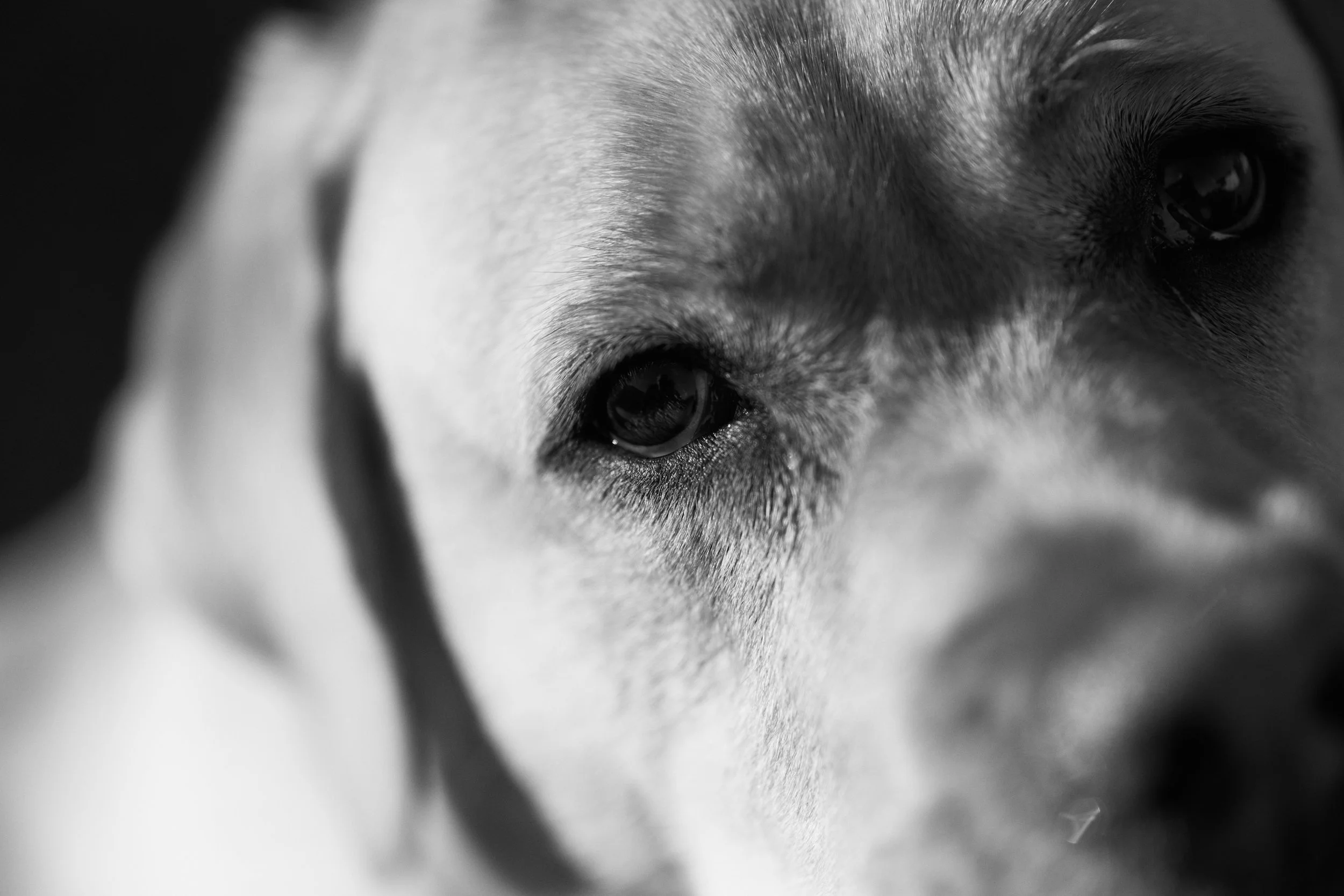A monochrome image of a dog looking at the camera