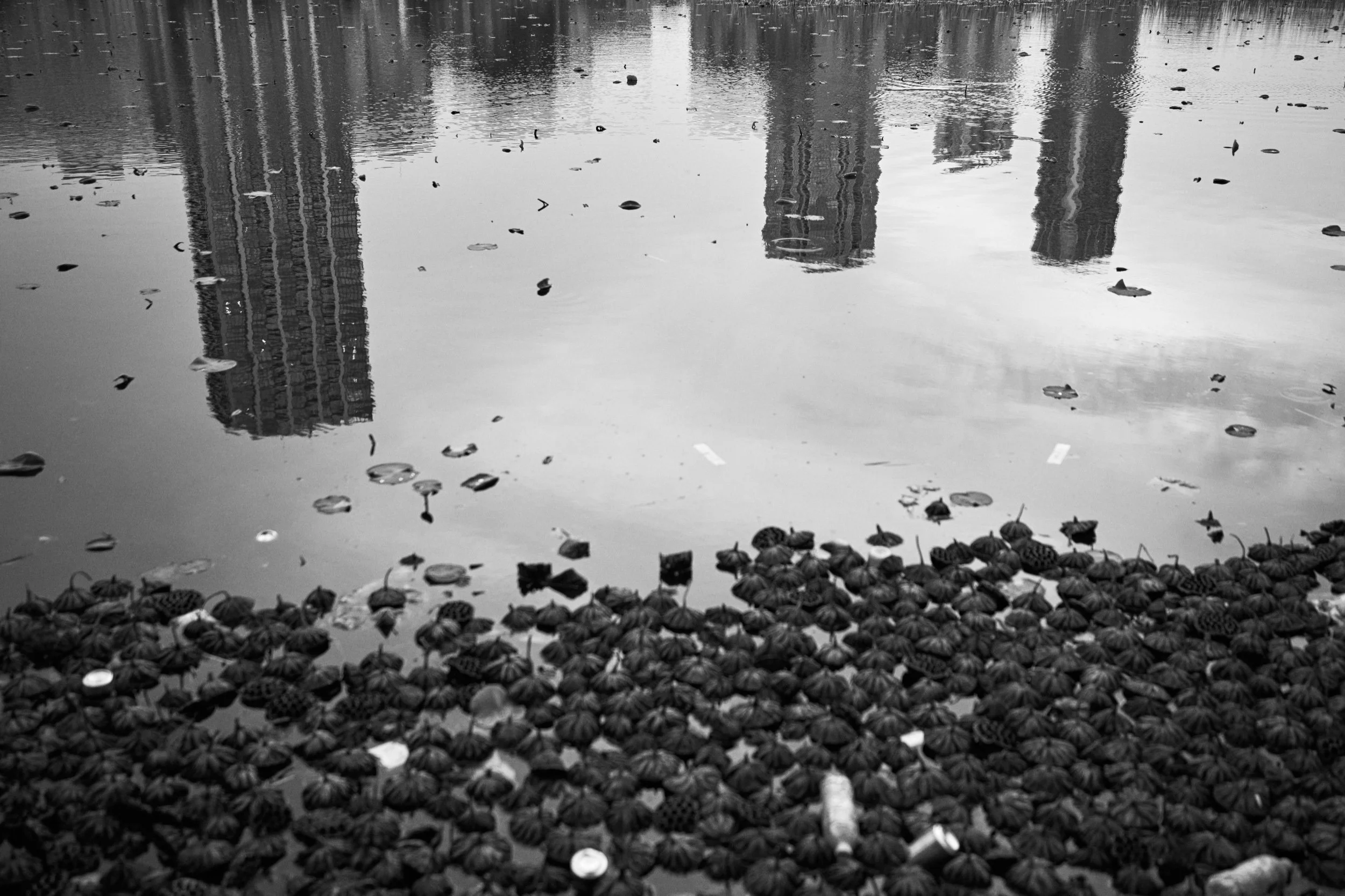 Buildings reflected in Shinobazu Pond. Ueno, Tokyo.