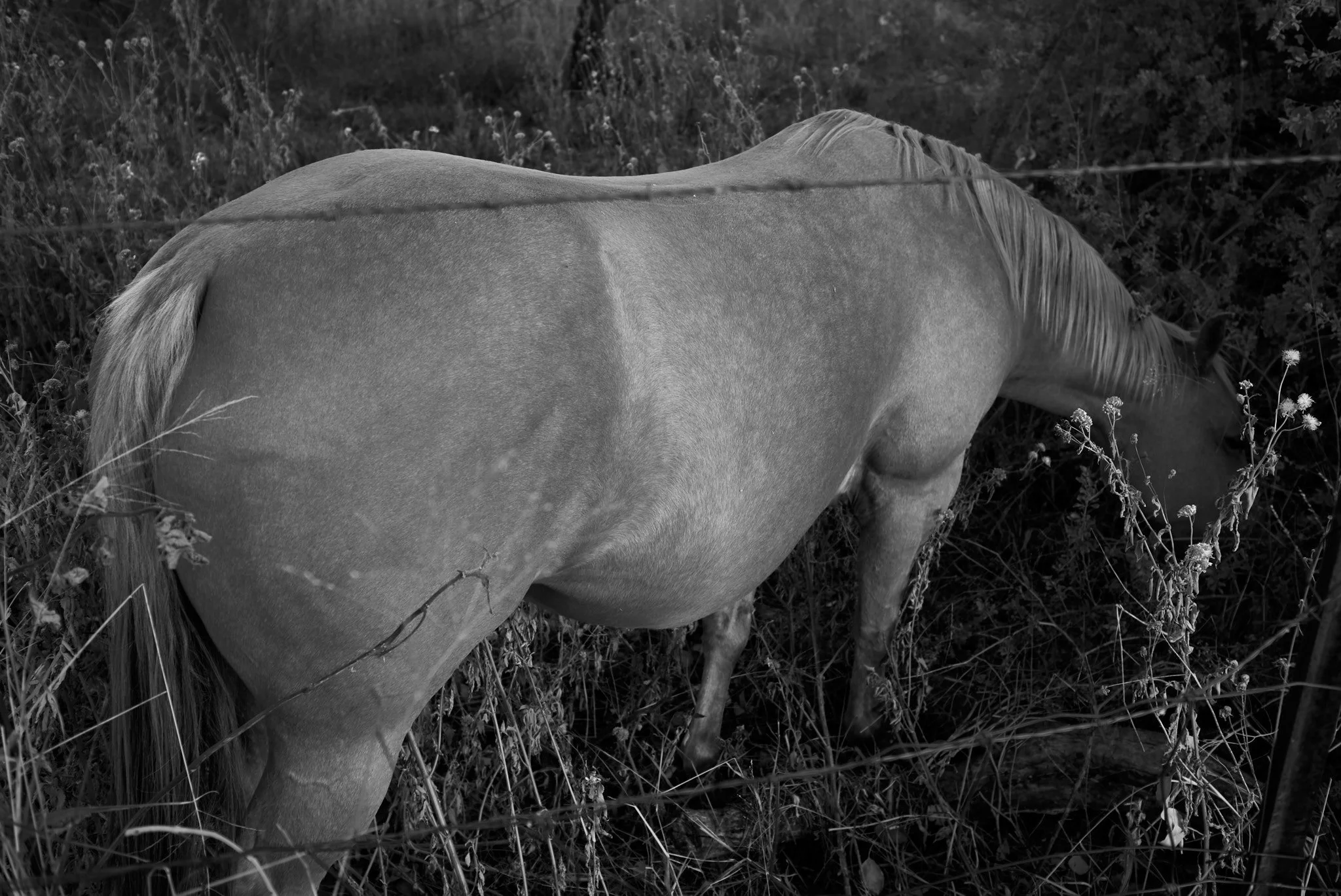 _DSF6006-Enhanced-NR 1.jpg