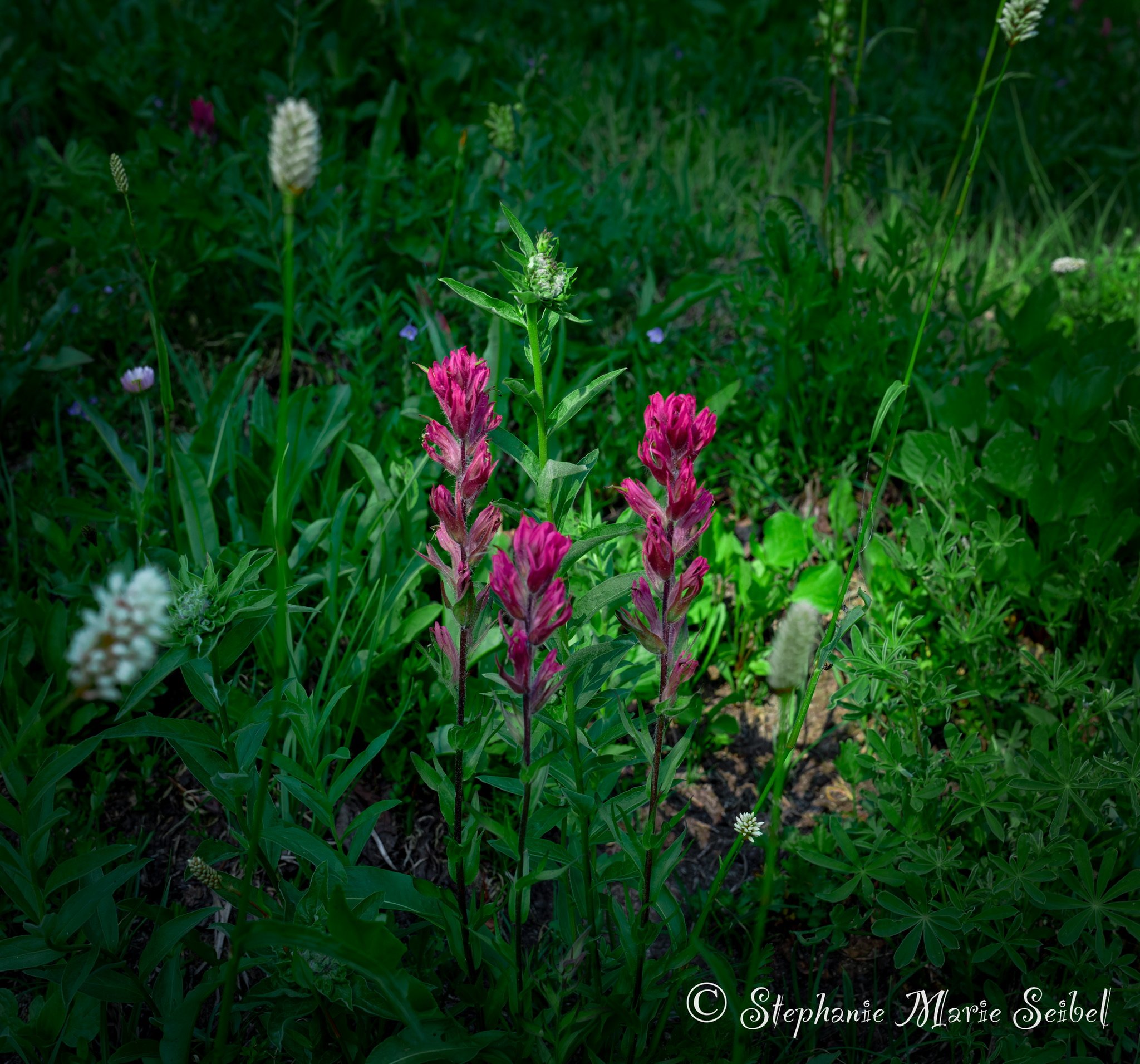 IMG_0037.jpeg