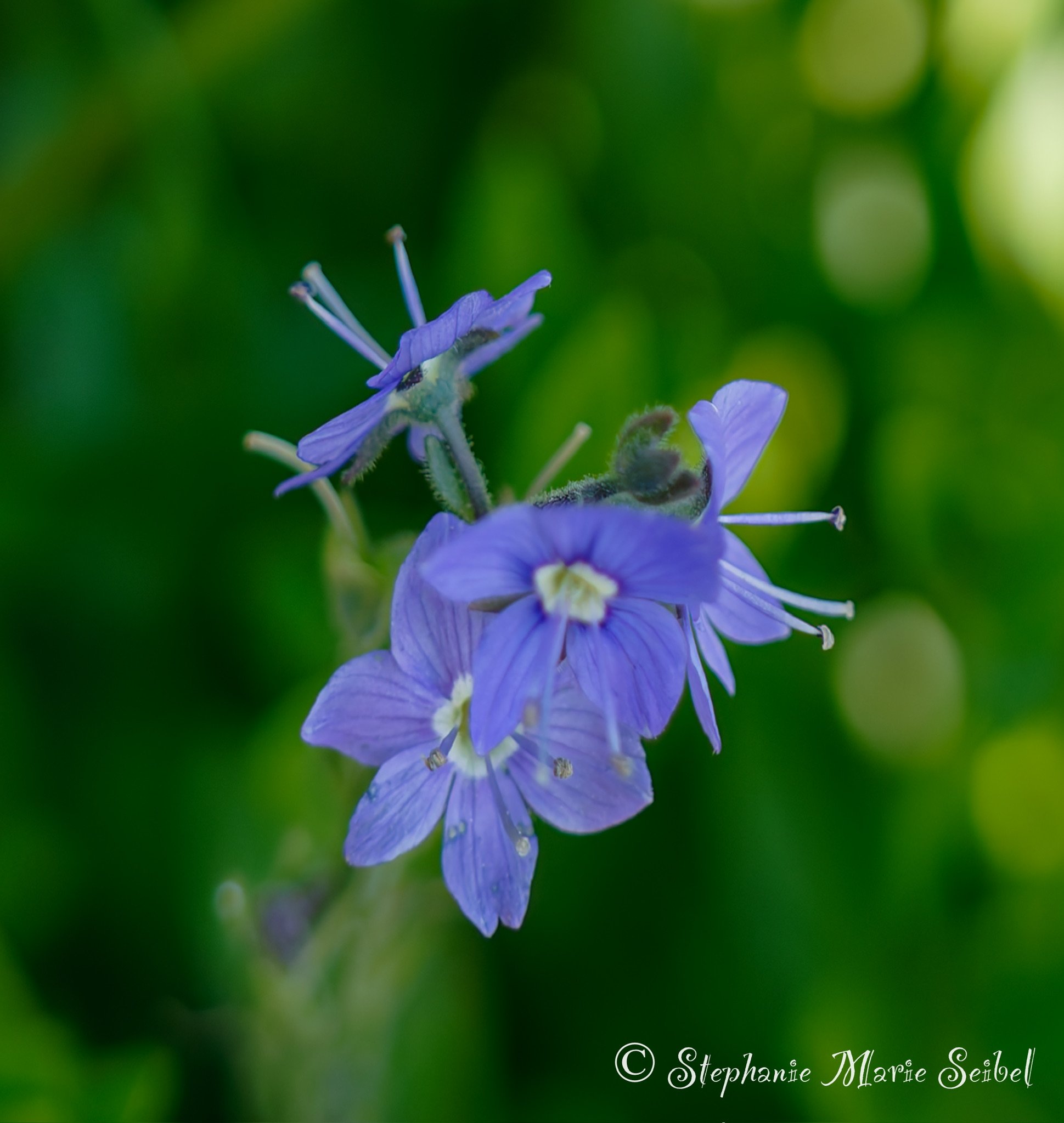IMG_0056.jpeg