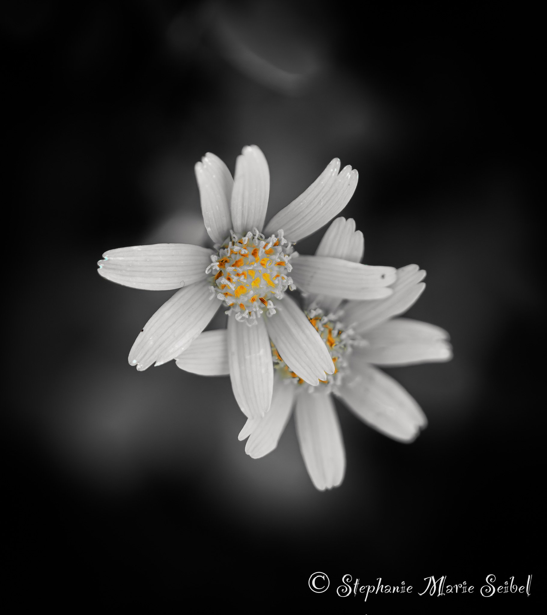 IMG_0036.jpeg
