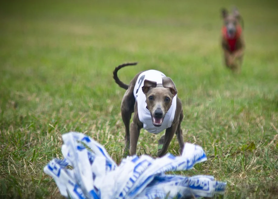 Italian_greyhound_lure_coursing.jpg