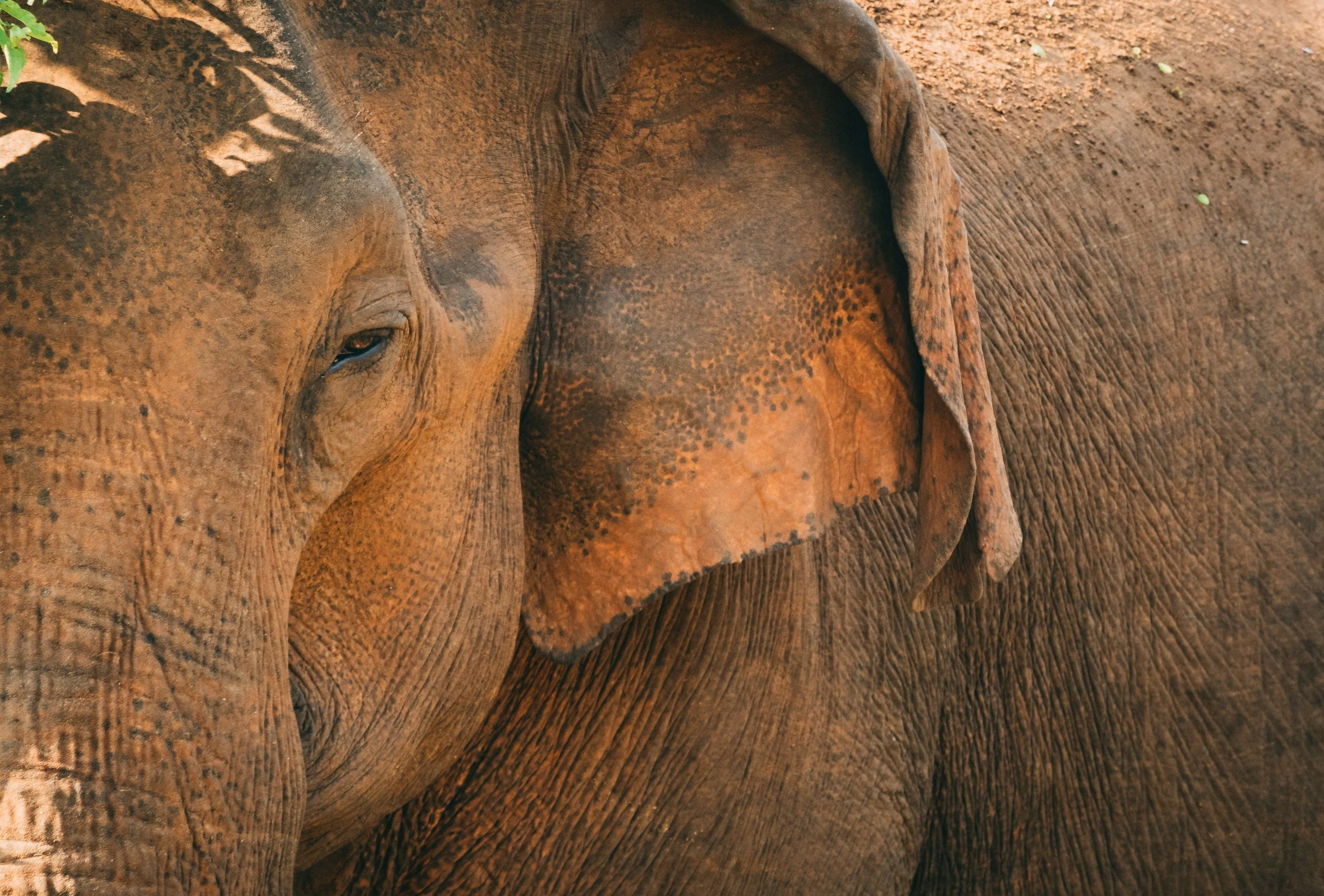 Primer plano de un elefante, mostrando su cabeza, oreja y parte del cuerpo, con piel arrugada y de color marrón.