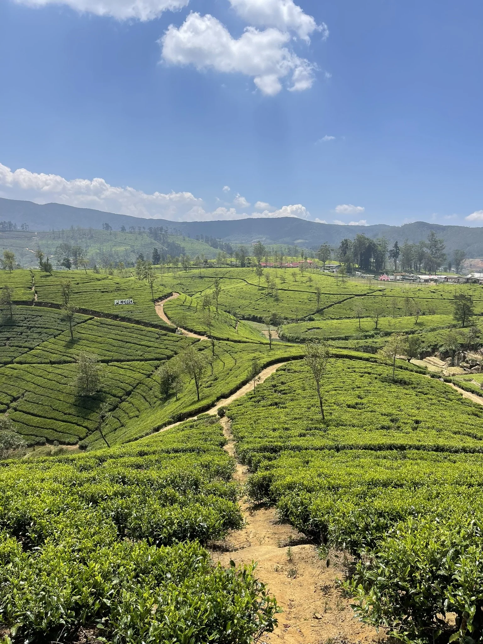 Campos de té en una ladera con caminos de tierra y árboles dispersos, con montañas y cielo azul con algunas nubes en el fondo.