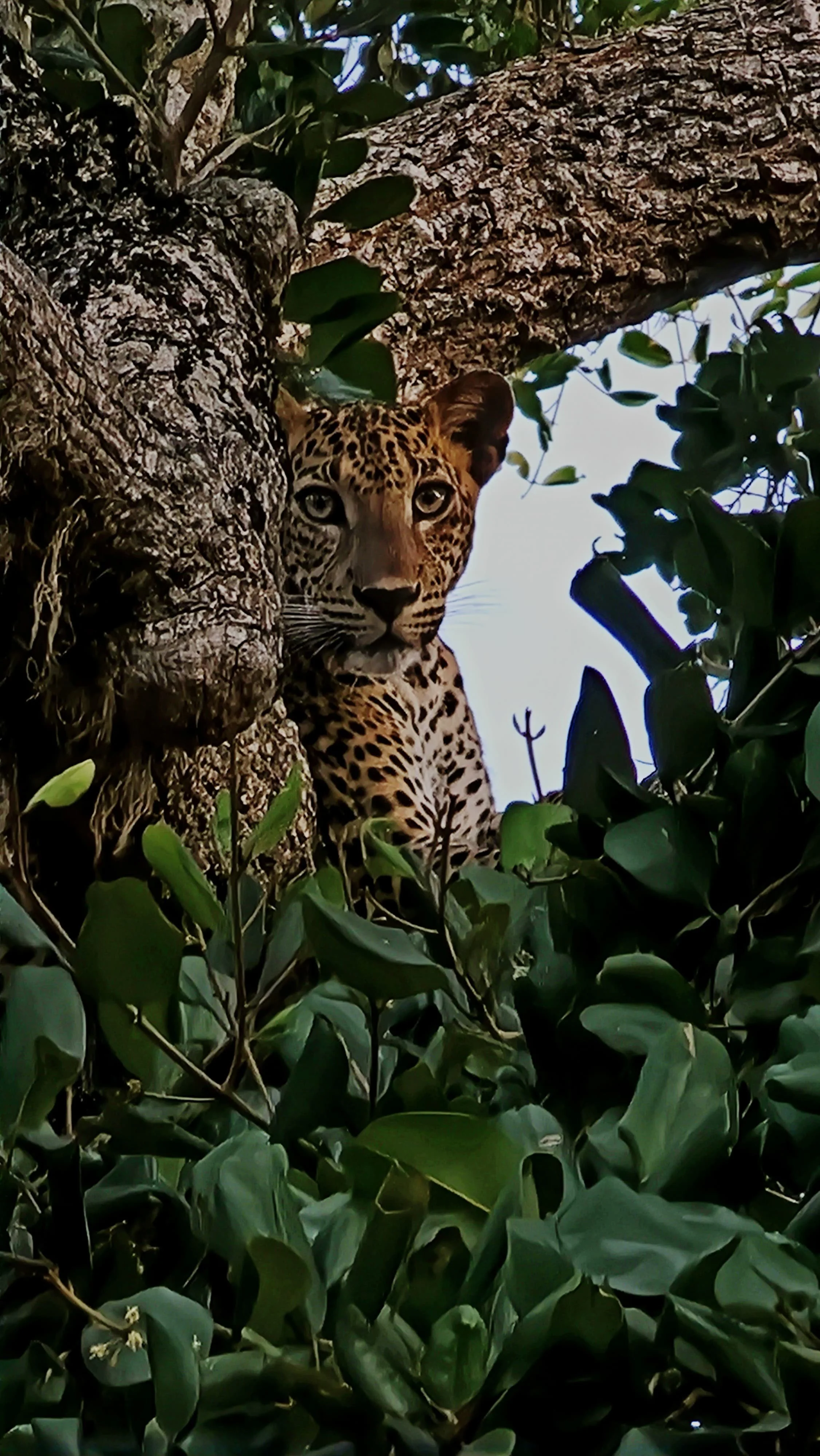 un leopardo asomándose entre las ramas de un árbol rodeado de follaje verde.