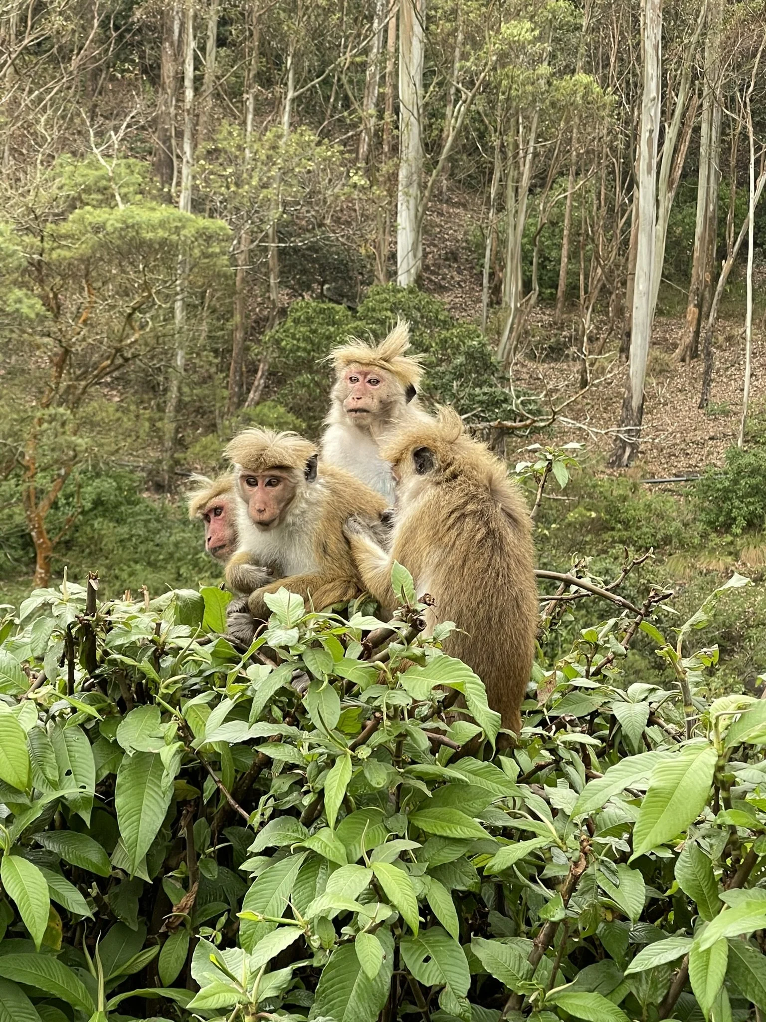 monos en la copa de un arbusto rodeados de vegetación del bosque.
