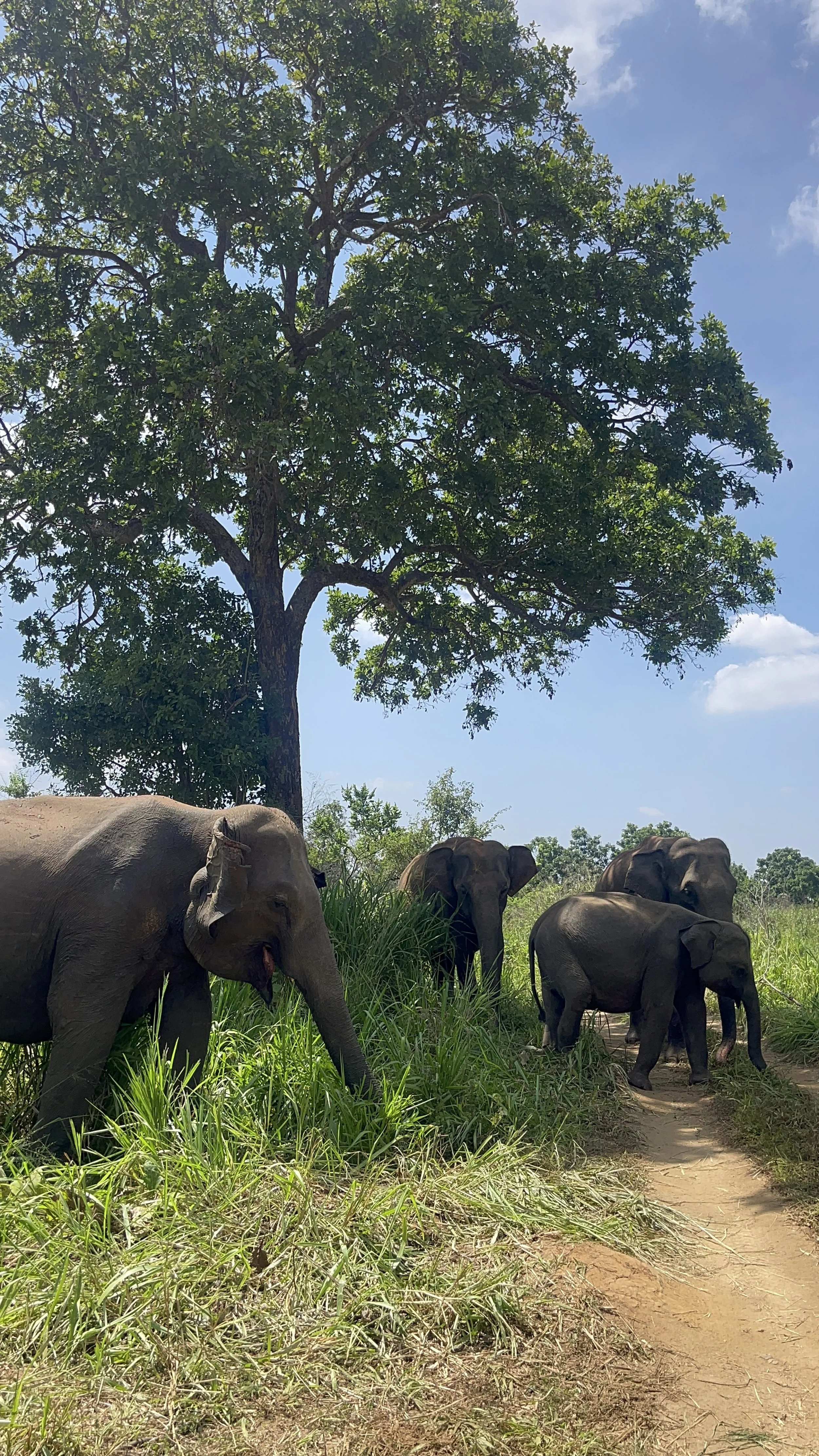Manada de elefantes en la selva con árboles y cielo azul