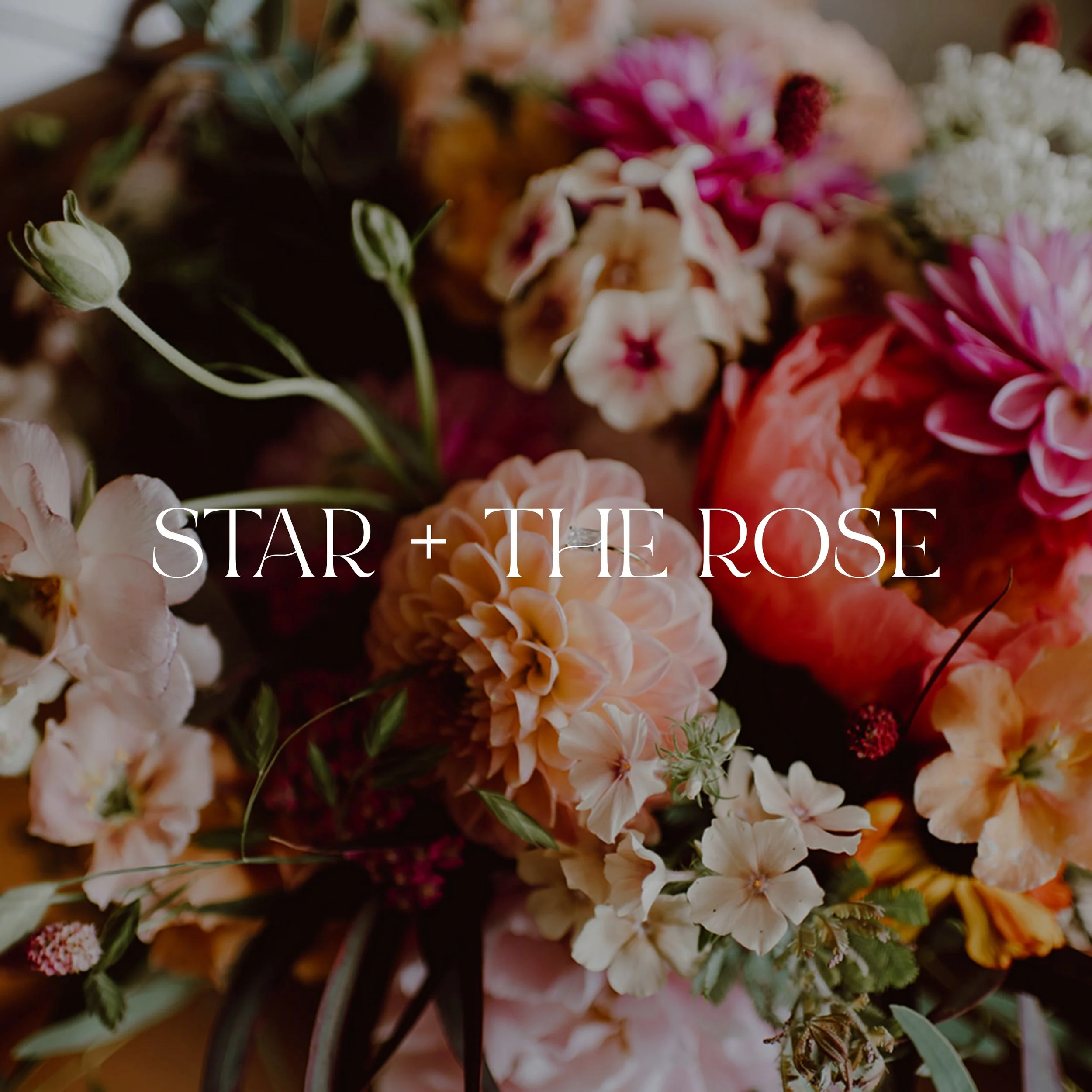 Star + The Rose