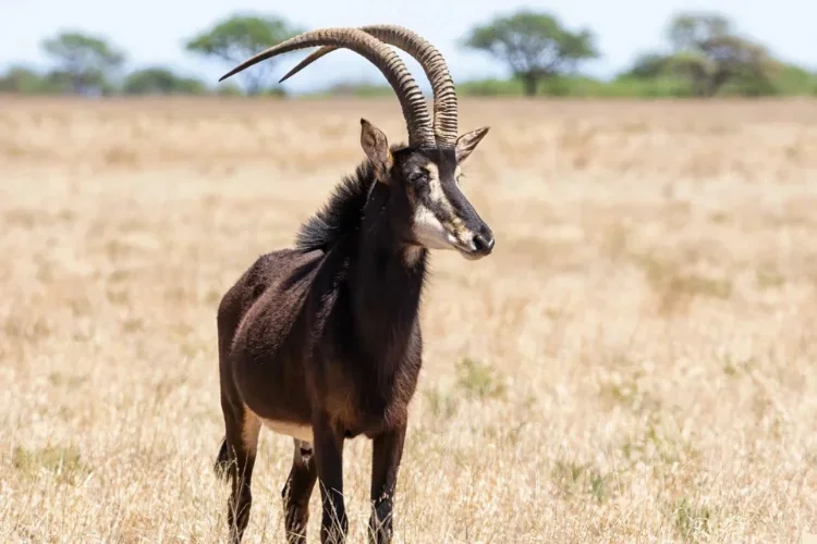 Hunting at Berendina Wildsplaas South Africa - large black sable with big horns