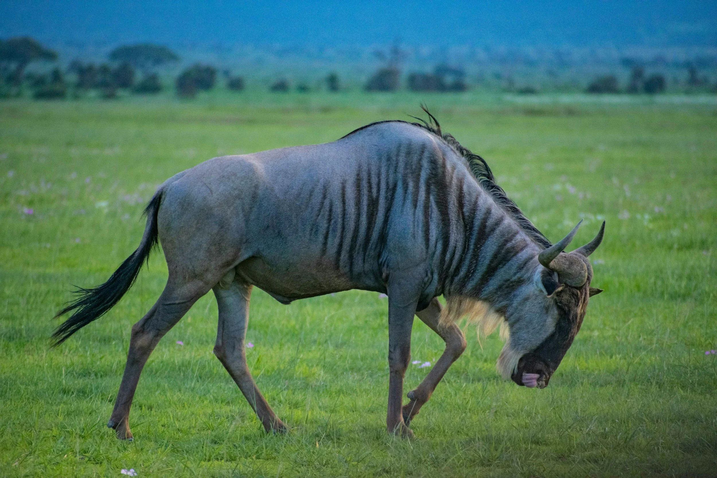 Hunting at Berendina Wildsplaas South Africa - Blue wildebeest walking 