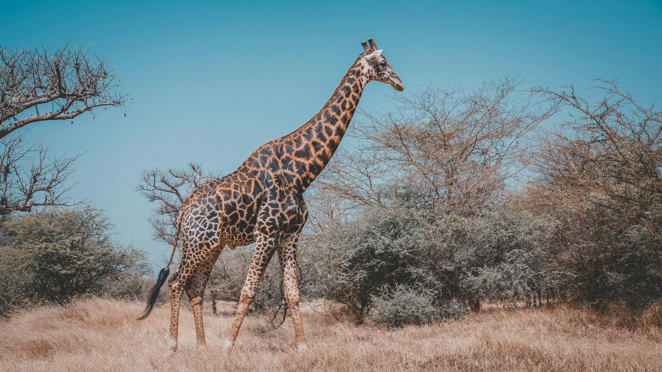 Hunting at Berendina Wildsplaas South Africa - Beautiful giraffe 