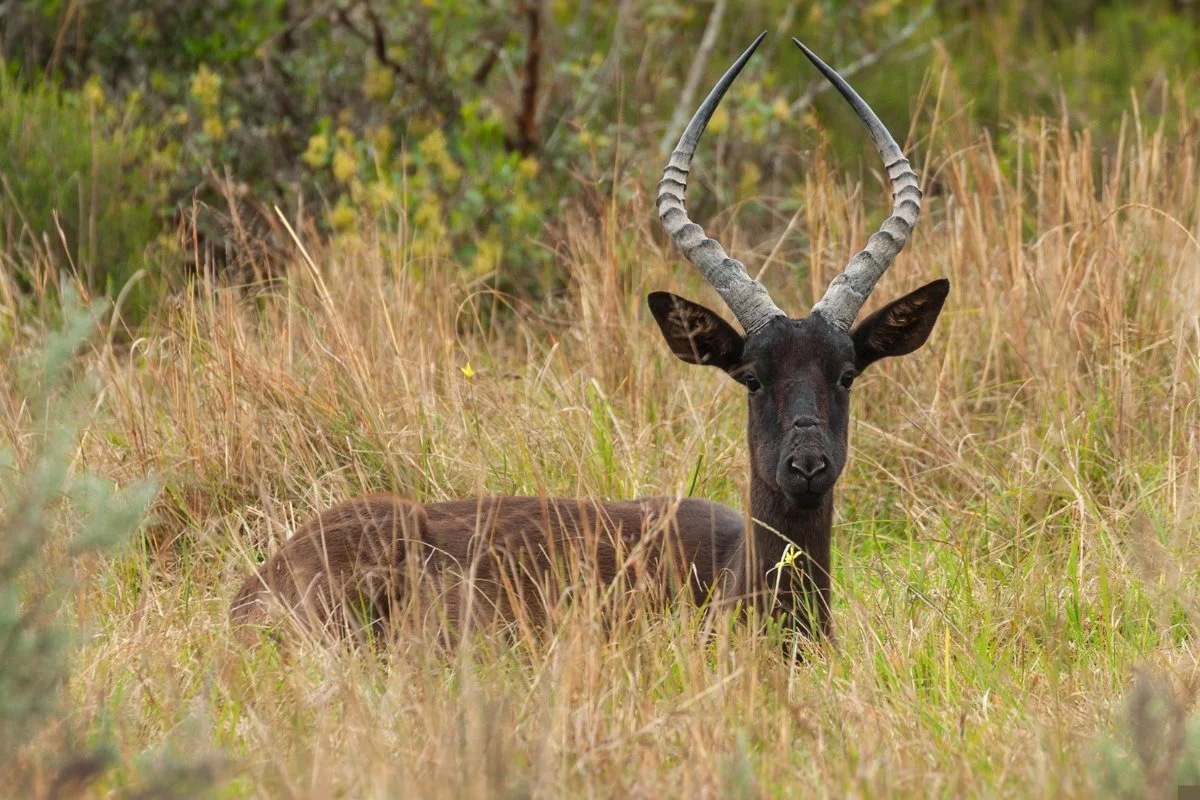 Hunting at Berendina Wildsplaas South Africa - Black Impala ram lying in grass 