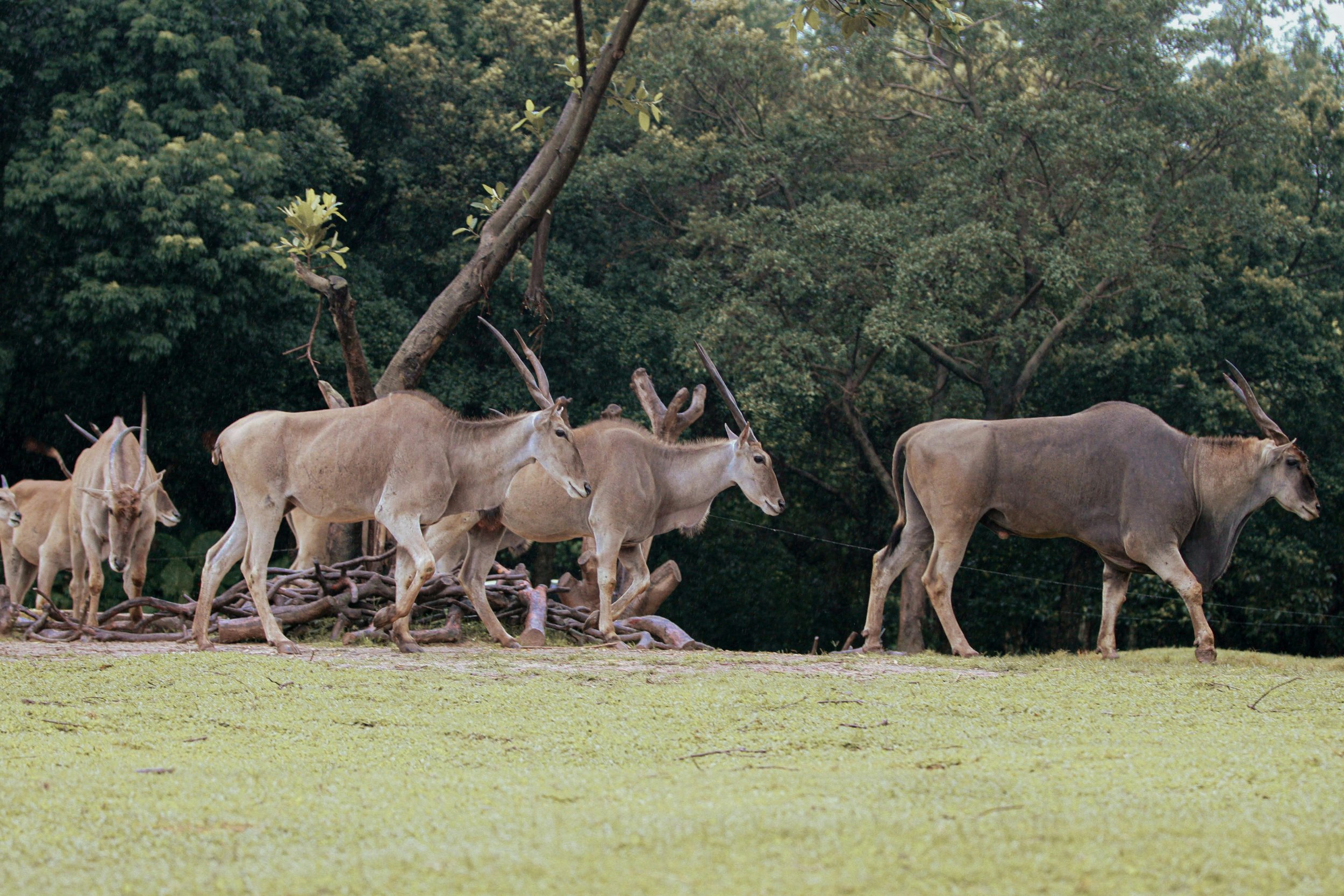 Hunting at Berendina Wildsplaas South Africa - Eland herd walking. One large bull and some females