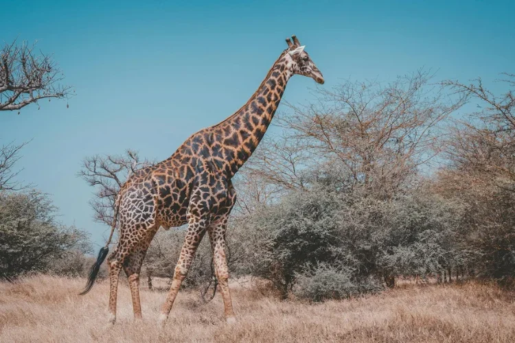 Hunting at Berendina Wildsplaas South Africa - Beautiful giraffe 