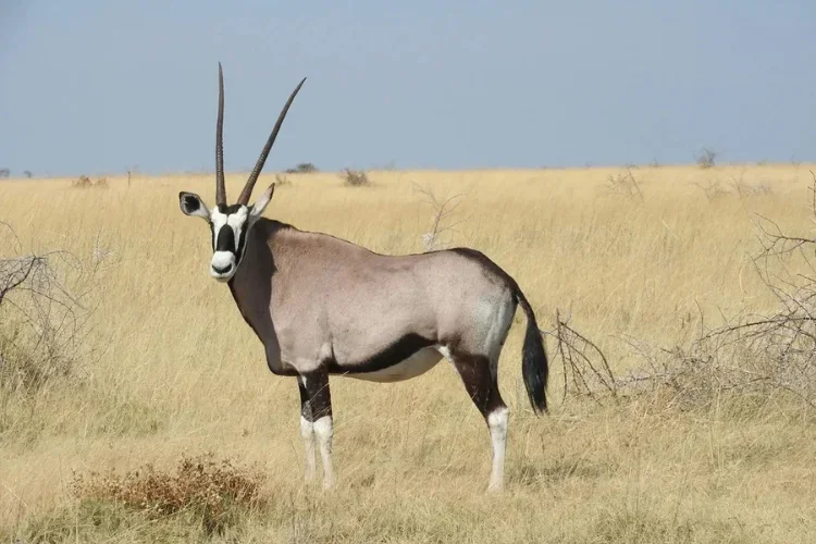 Hunting at Berendina Wildsplaas South Africa - Gemsbok in long grass