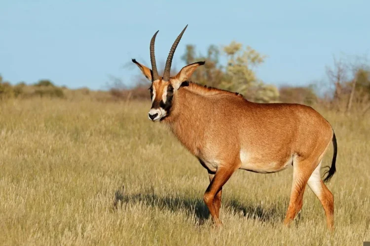 Hunting at Berendina Wildsplaas South Africa - large Roan walking in green grass