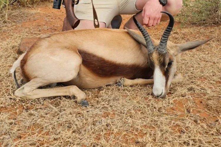 Hunting at Berendina Wildsplaas South Africa - male guest posing with copper springbok 