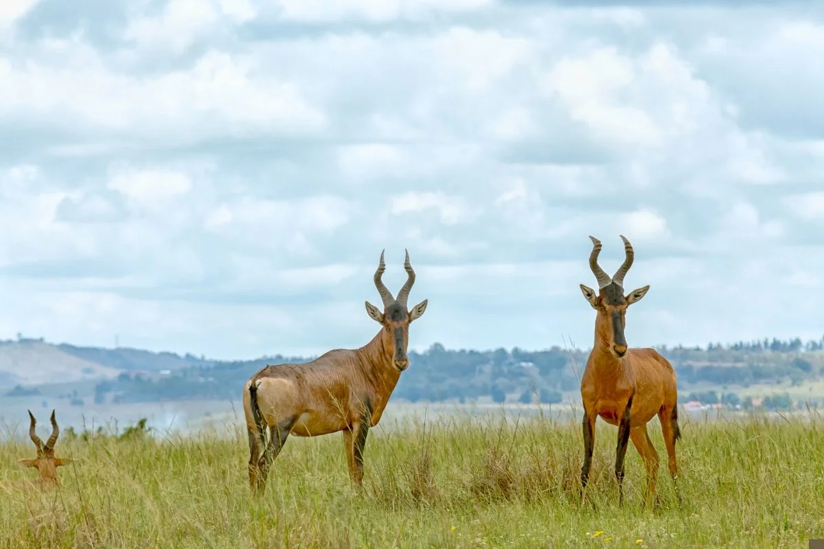 Hunting at Berendina Wildsplaas South Africa - two Red Hartebeest bulls with big horns in long green grass