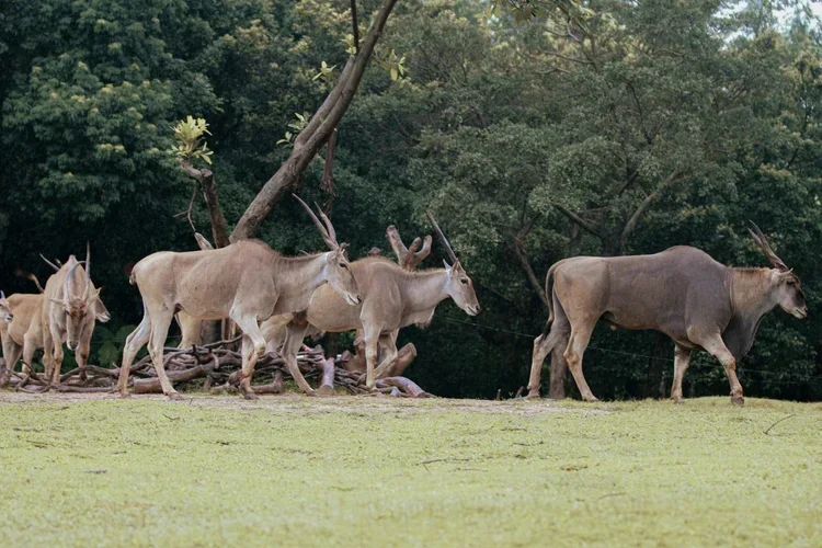 Hunting at Berendina Wildsplaas South Africa - Eland herd walking. One large bull and some females