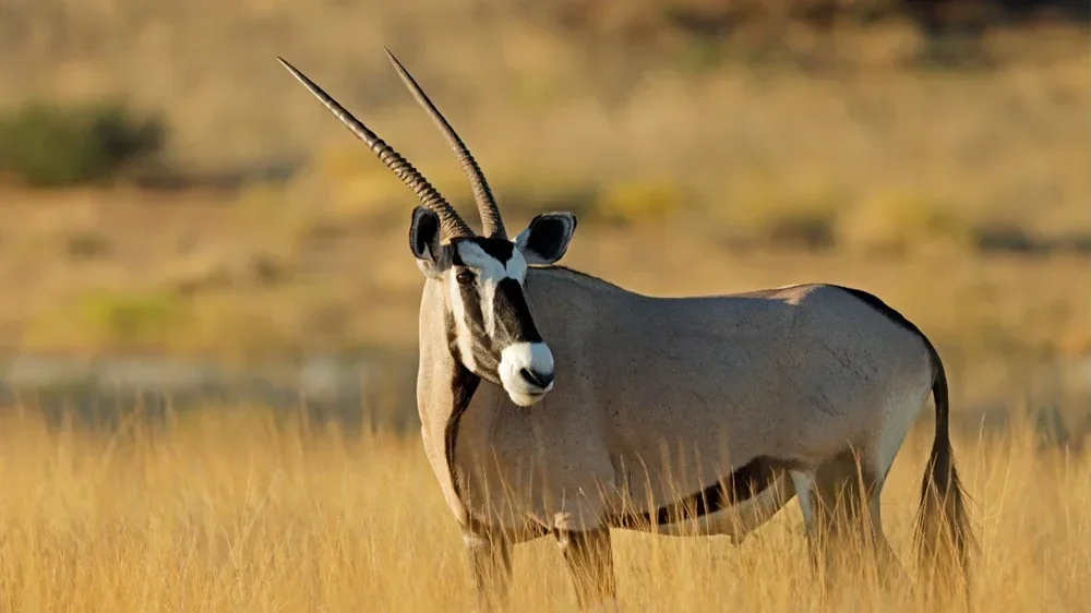 Gemsbok+wallpaper.webp