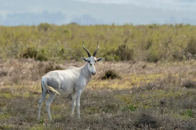 Hunting at Berendina Wildsplaas South Africa - White Blesbok standing still 