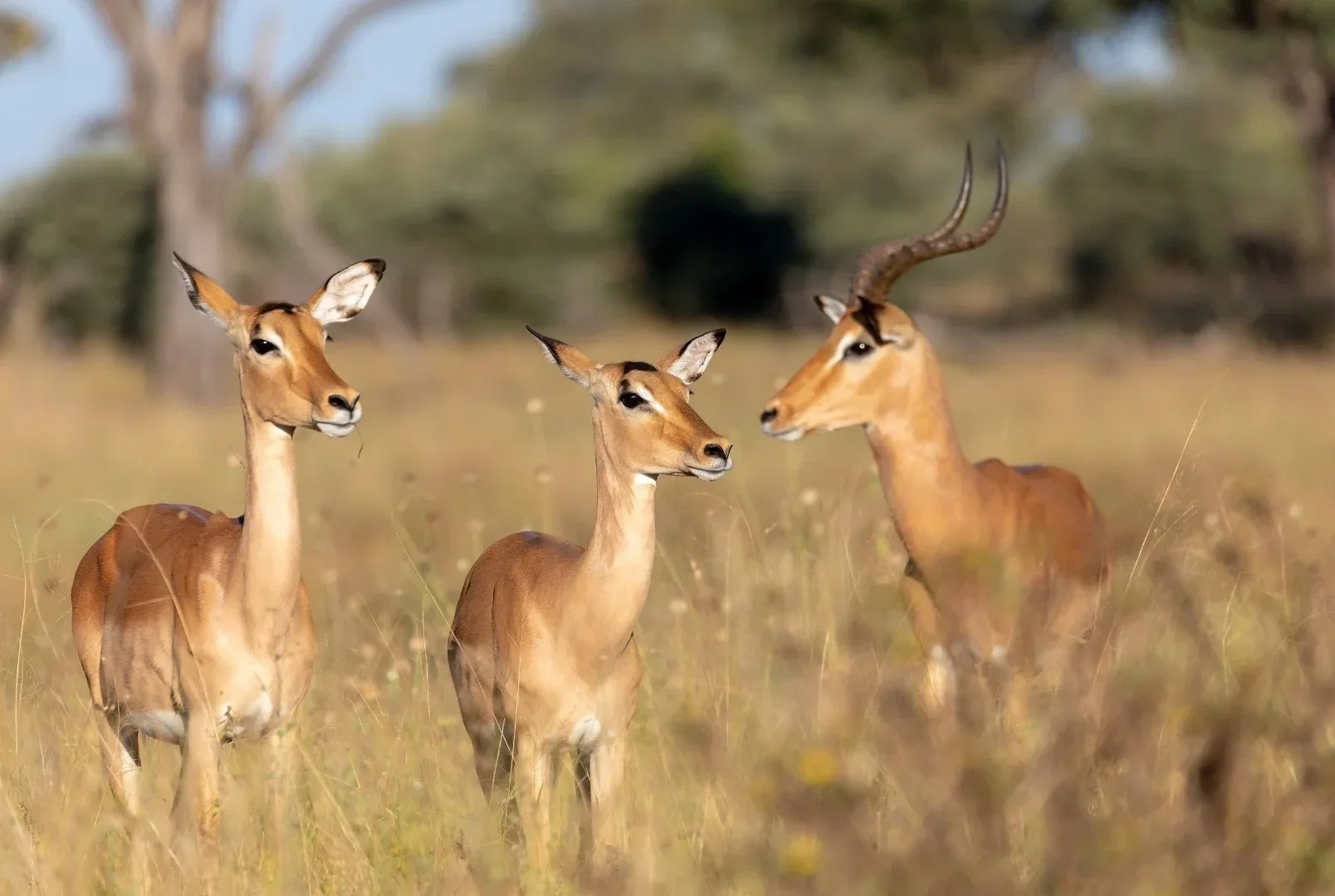 Gemsbok+(1608+x+1080+px).webp