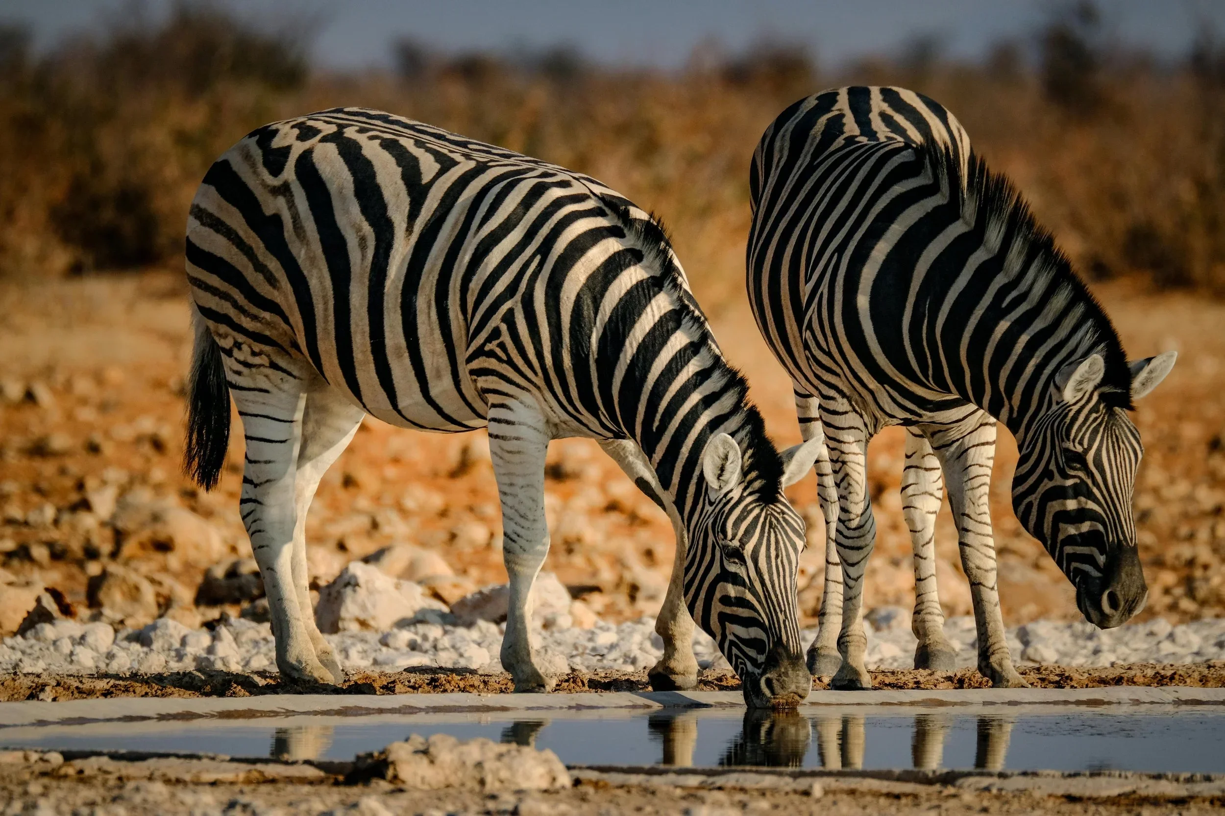 zebras drinking.webp