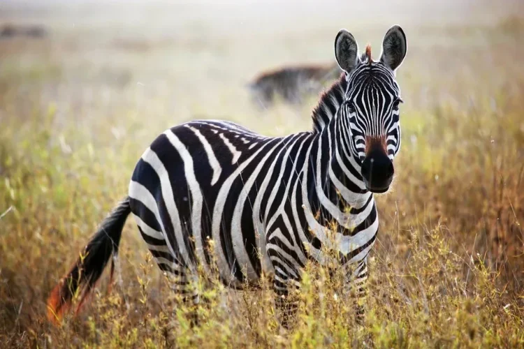 Hunting at Berendina Wildsplaas South Africa - stunning zebra standing in grass