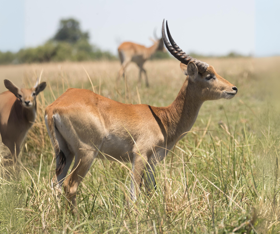 Reedbuck
