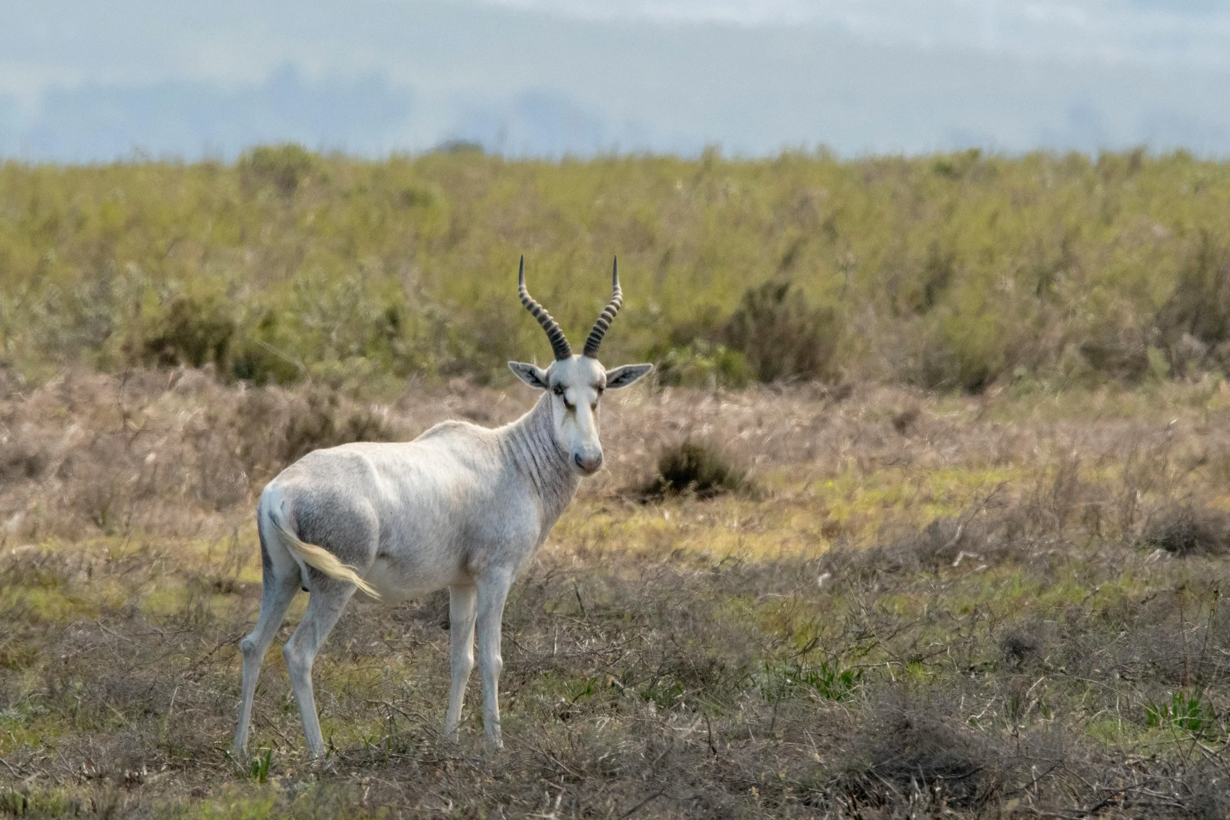 Hunting at Berendina Wildsplaas South Africa - White Blesbok standing still 