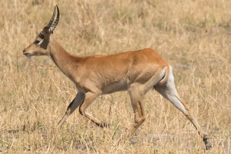 Reedbuck