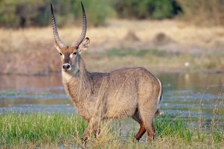 Hunting at Berendina Wildsplaas South Africa - Large waterbuck with big horns  walking through water 