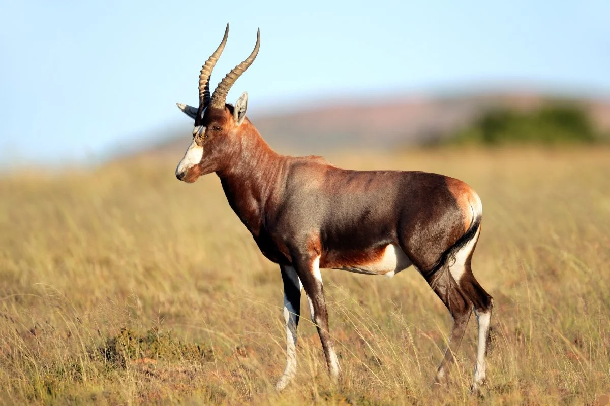 Hunting at Berendina Wildsplaas South Africa - beautiful regular blesbok with big horns