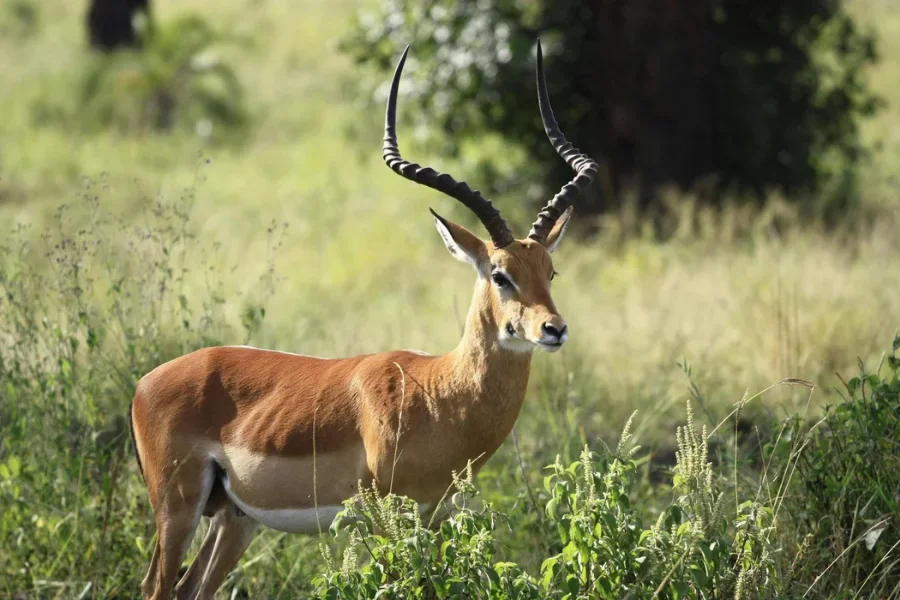 Impala Ram with large horns