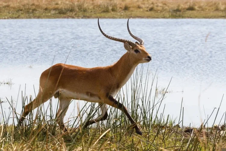 Hunting at Berendina Wildsplaas South Africa - Large Lechwe Ram with big horns running