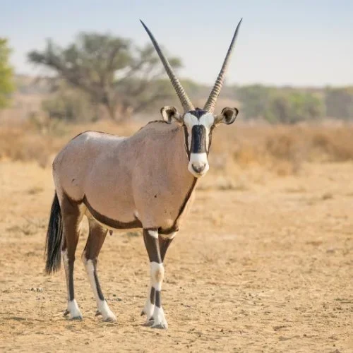 Gemsbok in Kalahari