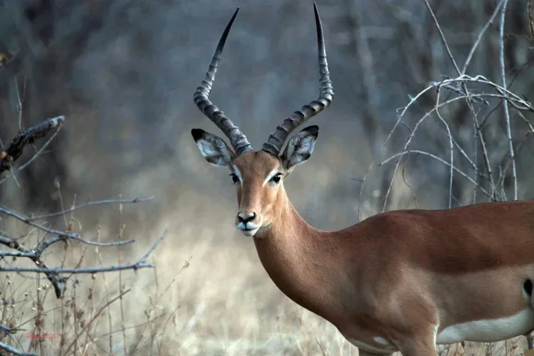 Hunting at Berendina Wildsplaas South Africa - impala ram with big horns