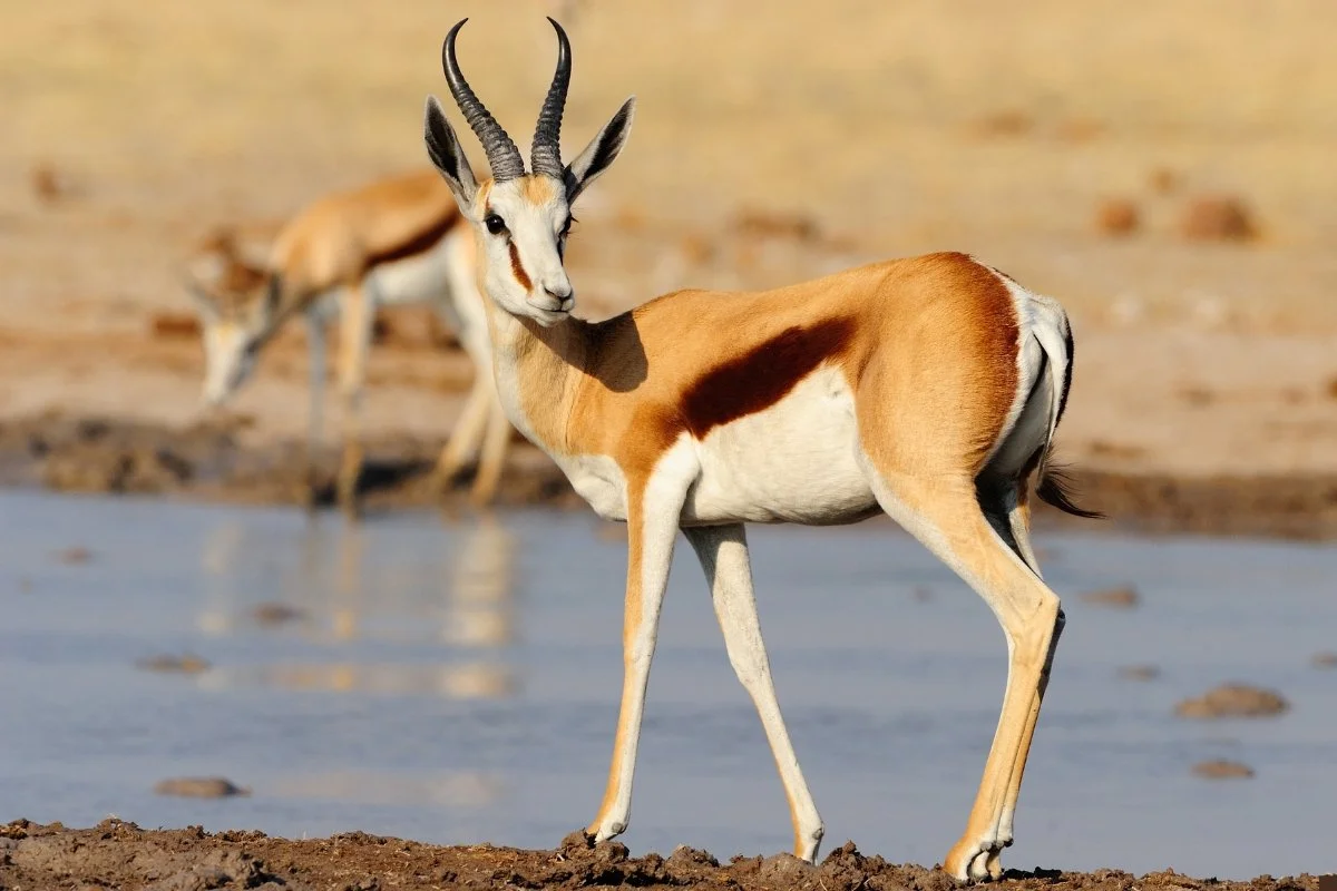 Hunting at Berendina Wildsplaas South Africa - Karoo springbok with large horns standing by water